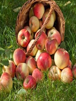 fragrance-apple-masterbatch