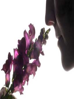 fragrance-lavender-masterbatch